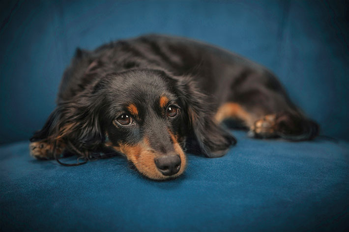 divi-cart-pro-beauty-about-2